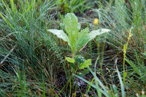 Small oak tree just beginning to grow