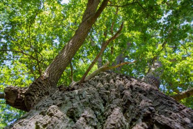 Yukarda görünen meşe ağacı, kabuğa odaklan.