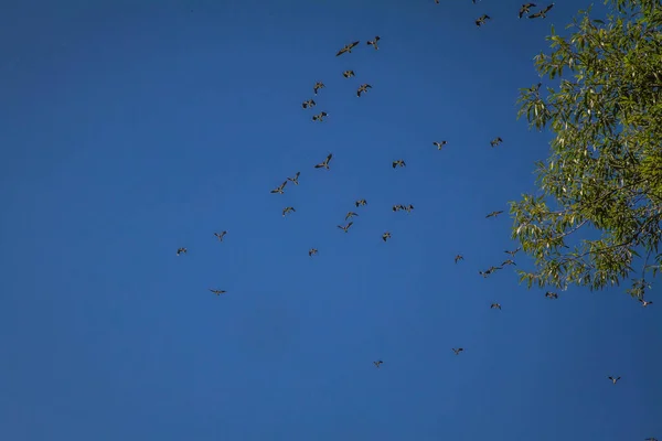 Vogelschwarm Fliegt Den Himmel — Stockfoto