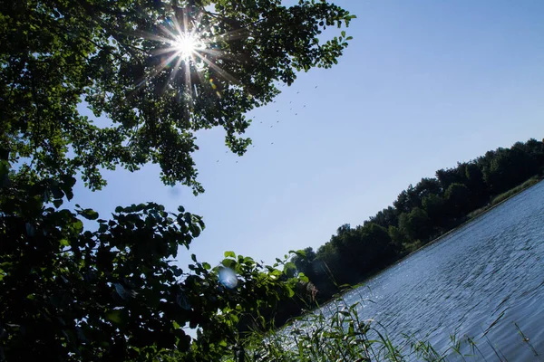 Sol Que Viene Través Las Ramas Árbol Sobre Lago Día —  Fotos de Stock