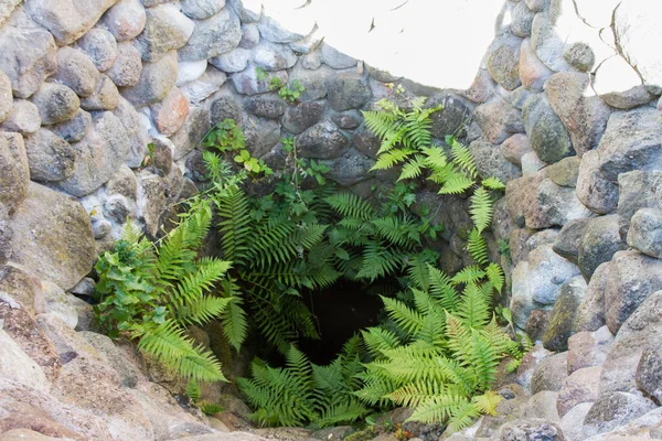 Inside of an old well with ferns growing on its stone walls — Stock Image Old Well Ferns Growing Its Stone Walls Royalty Free Stock Images