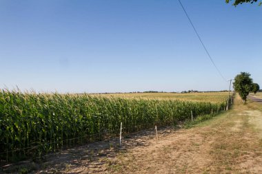 Yazın tarlaların arasında yol