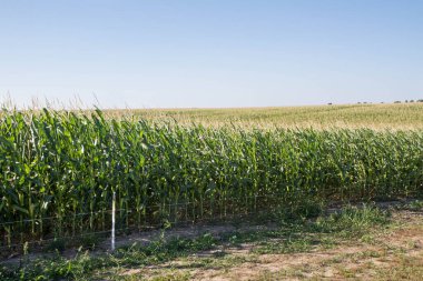 Bir tarlada büyüyen mısır 