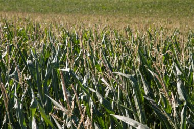 Bir tarlada büyüyen mısır 