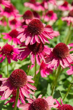 Ekinezya bir bahçede çiçek açıyor.