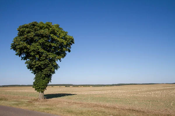 Tree Edge Field — Stock Photo, Image