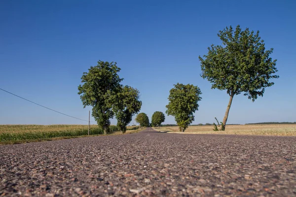 Camino Entre Campos Verano —  Fotos de Stock