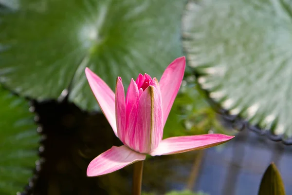 池塘里的维多利亚植物 — 图库照片