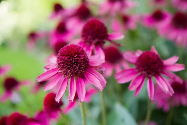 Equinácea Floreciendo Jardín — Foto de Stock