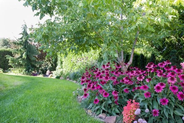 Echinacée Fleurissant Dans Jardin — Photo