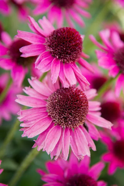 Echinacea Blommar Trädgård — Stockfoto