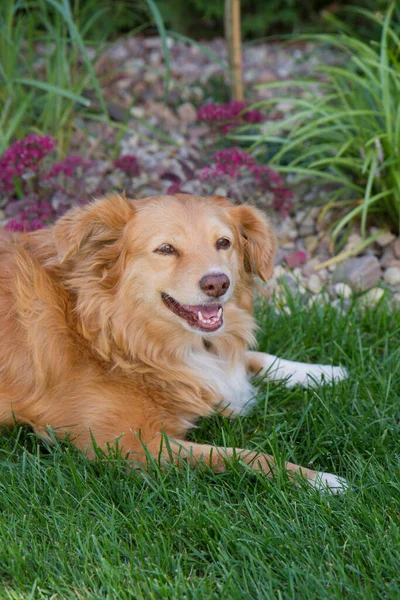 Красная Собака Лежит Лужайке — стоковое фото