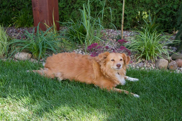 Красная Собака Лежит Лужайке — стоковое фото