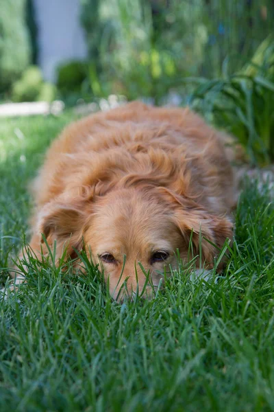 Tired dog resting on a grass in a yard