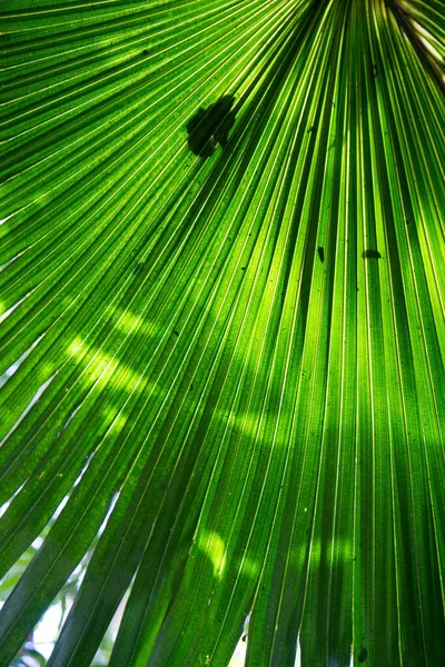 Livistona australis (cabbage-tree palm)fan  leaf seen upwards