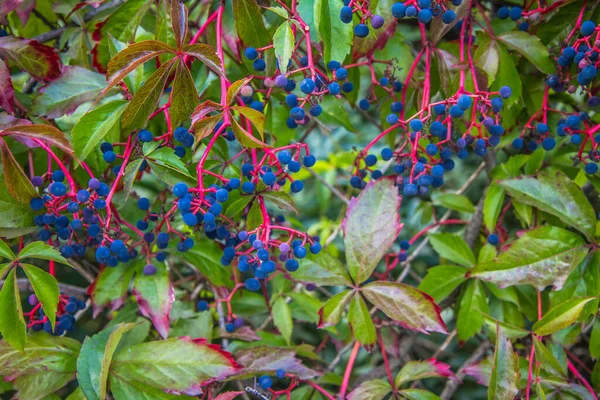 Ivy in autumn:  with blue berries and leaves turning red