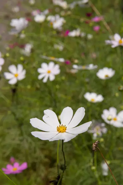 Cosmos Jardim Cosmos Bipinnatus Flores Florescendo — Fotografia de Stock