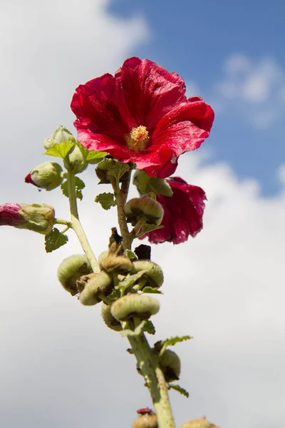 Flores Vermelhas Hollyhocks Alcea Florescendo — Fotografia de Stock