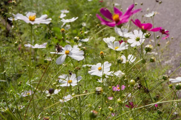 Cosmos Jardim Cosmos Bipinnatus Flores Florescendo — Fotografia de Stock