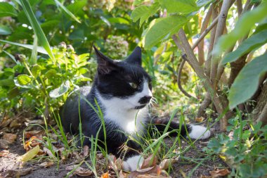 Genç siyah beyaz kedi bahçedeki bitkilerin arasında dinleniyor.