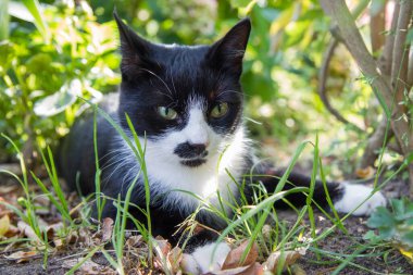 Genç siyah beyaz kedi bahçedeki bitkilerin arasında dinleniyor.