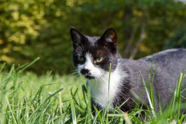 Genç siyah beyaz kedi çimlerin arasında bir bahçede