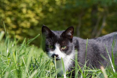 Genç siyah beyaz kedi çimlerin arasında bir bahçede
