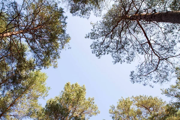 Bosque Pinos Visto Hacia Arriba Contra Cielo Día Soleado — Foto de Stock