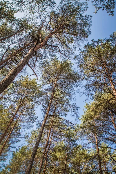 Pine Forest Seen Upwards Sky Sunny Day — Stock Photo, Image