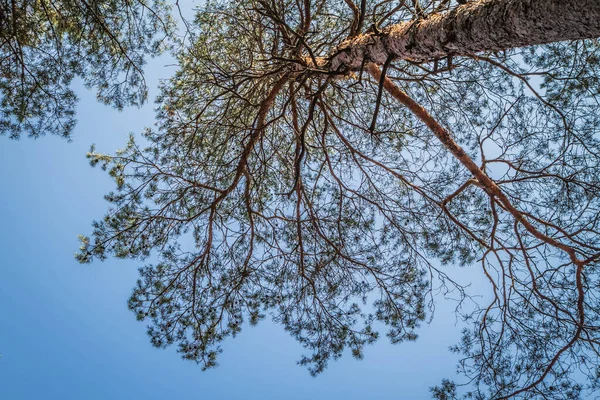 Bosque Pinos Visto Hacia Arriba Contra Cielo Día Soleado — Foto de Stock