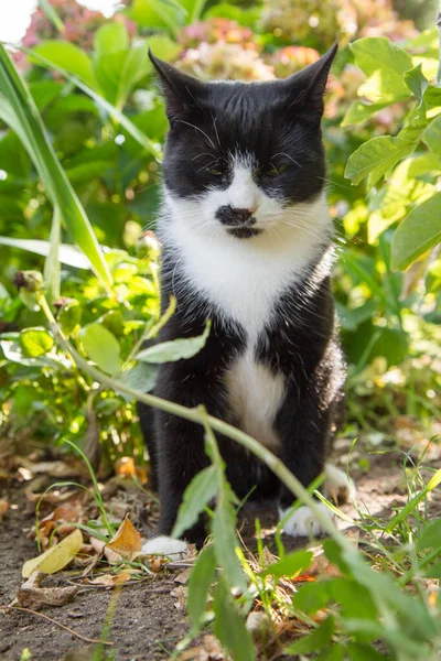 Mladá Černobílá Kočka Mezi Rostlinami Zahradě Ospalý — Stock fotografie