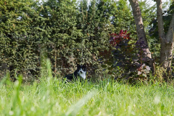 Young Black White Cat Garden Grass — Stock Photo, Image