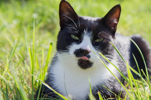 Black and white cat with a tongue sticking out