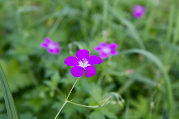 Korenkokkelbloemen Bloeien Een Weide — Stockfoto