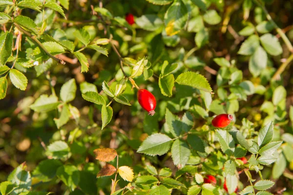 Rosa Canina Rosa Cão Fruto Quadris Rosa Maduros Arbusto — Fotografia de Stock