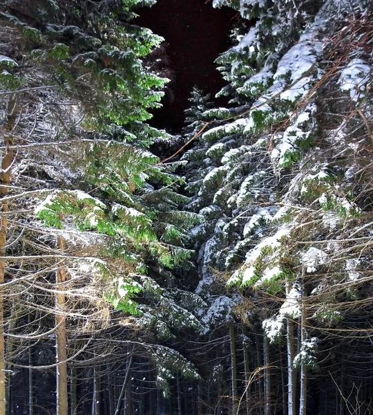 Fotografii Krásný Noční Snímek Zimní Borového Lesa — Stock fotografie