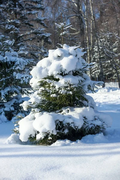 写真の日の雪に覆われた森の中の小さなヘリンボーン ストック写真