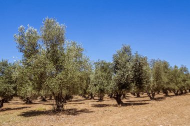 Fas kuzeyde zeytin grove