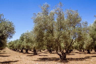 Fas kuzeyde zeytin grove