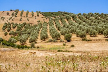 Fas kuzeyde zeytin grove