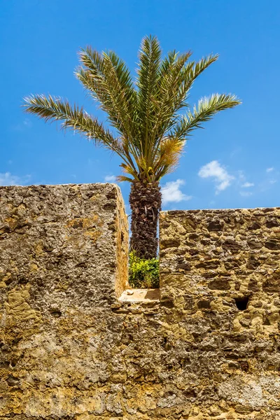 Fas Medine'de sur ve palmiye ağacı