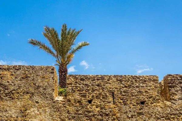 Fas Medine'de sur ve palmiye ağacı