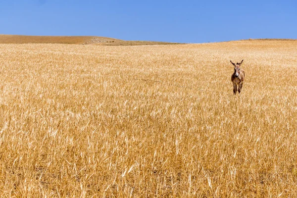 Burro Num Campo Trigo — Fotografia de Stock