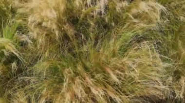 Rüzgarda esen yumuşak dokulu çimenler