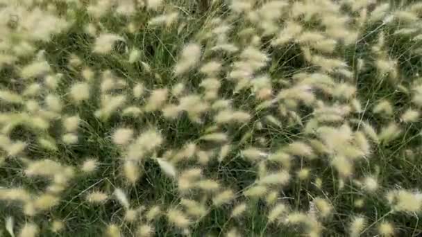 柔和的纹理草在风中吹动 — 图库视频影像