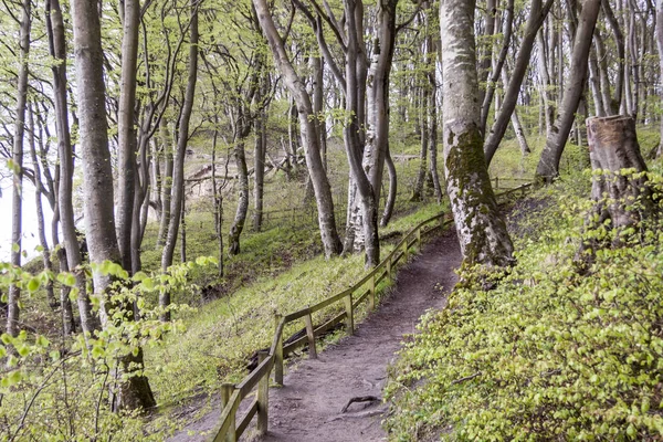 Chemin Vers Les Falaises Blanches Lun Danemark Europe — Photo