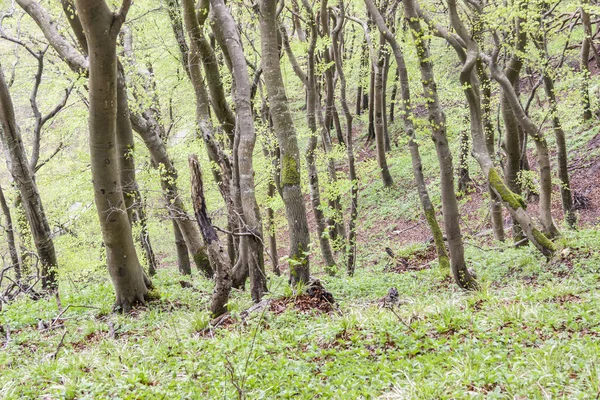 Green Dark Forest Mons Klint Denmark — Stock Photo, Image