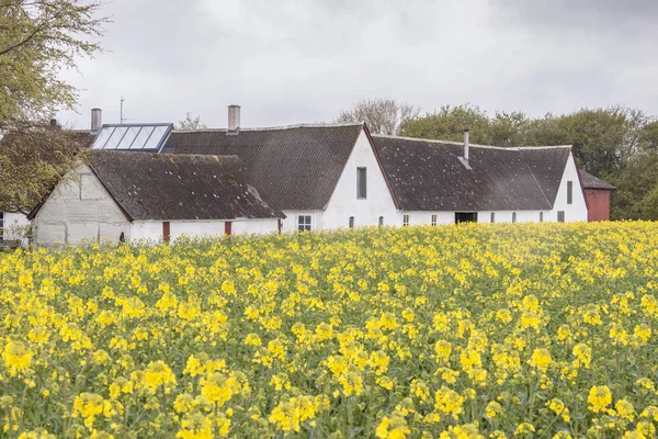 Witte Boerderij Stevns Klint Gele Verkrachting Veld Denemarken — Stockfoto