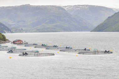 Küçük balık çiftliği Norveç, Europe.