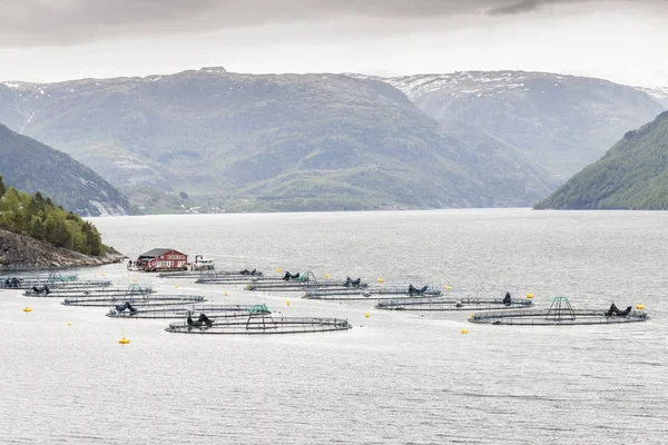 Pequeña Piscifactoría Noruega Europa — Foto de Stock